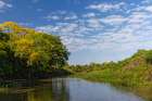 Cambara Tree in full bloom along small waterway. Mato Grosso, Pantanal, Brazil, South America Art Print